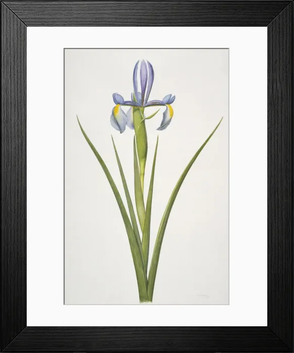 Framed Print : Iris sp. iris Framed Print : Iris sp. iris
