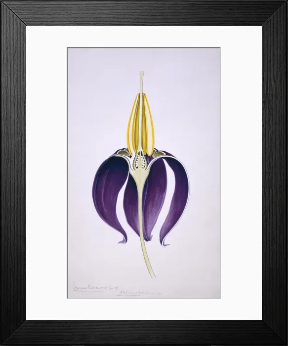 Framed Print : Solanum dulcamara, climbing nightshade Framed Print : Solanum dulcamara, climbing nightshade