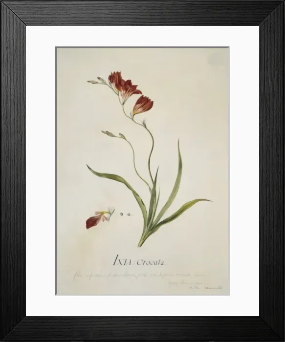 Framed Print : Tritonia crocata, corn lily Framed Print : Tritonia crocata, corn lily