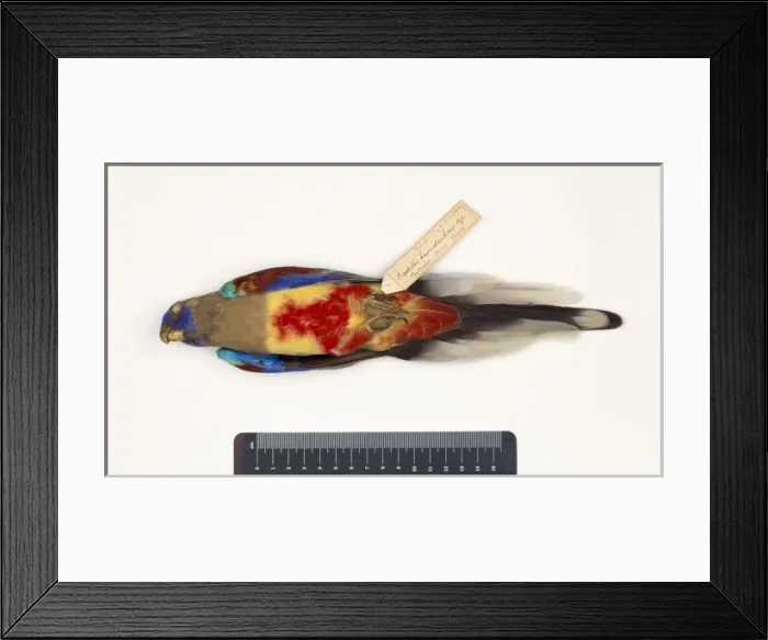 Framed Print : Northiella haematogaster, bluebonnet Framed Print : Northiella haematogaster, bluebonnet