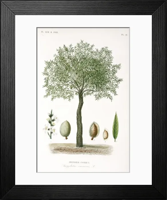 Framed Print : Prunus communis, almond tree Framed Print : Prunus communis, almond tree