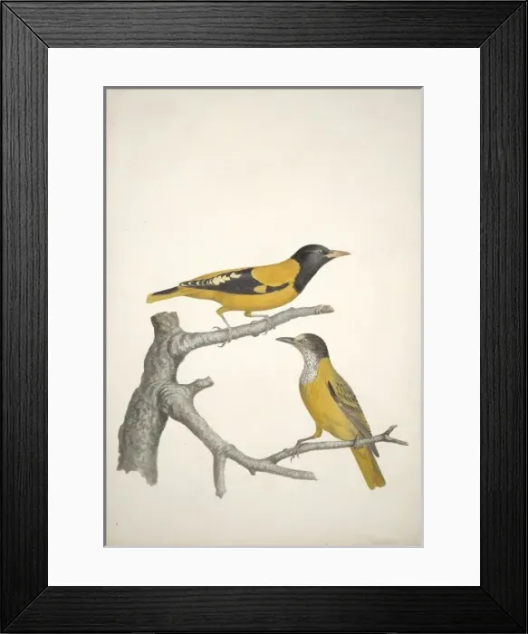 Framed Print : Oriolus xanthornus, black-hooded Oriole Framed Print : Oriolus xanthornus, black-hooded Oriole