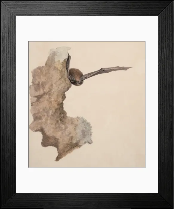 Framed Print : Pipistrellus pipistrellus, common pipistrelle Framed Print : Pipistrellus pipistrellus, common pipistrelle