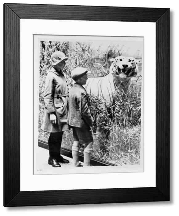 Framed Print : Tiger specimen, c. 1925 Framed Print : Tiger specimen, c. 1925
