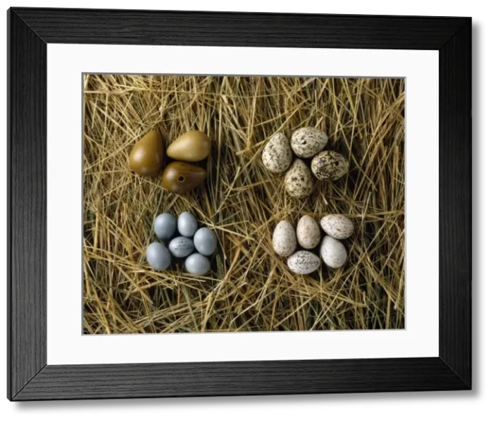 Framed Print : Various bird eggs from western Asia Framed Print : Various bird eggs from western Asia