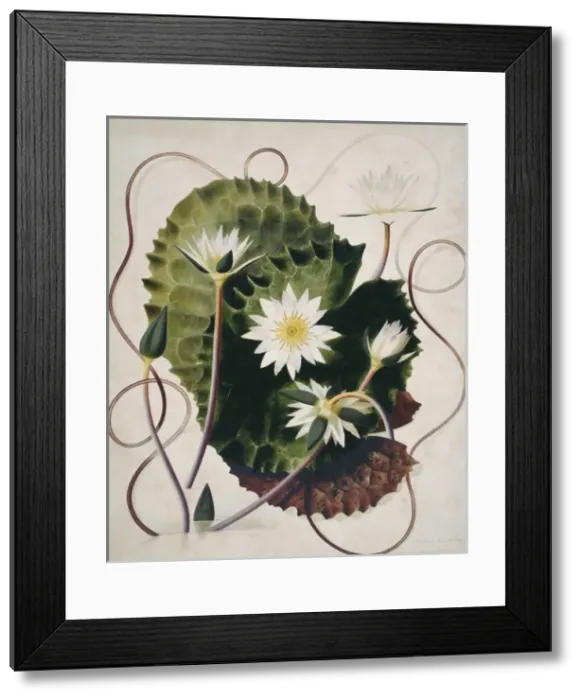 Framed Print : Nymphaea ampla, water lily Framed Print : Nymphaea ampla, water lily