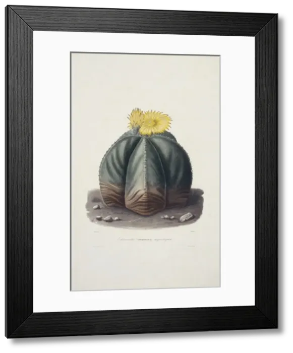 Framed Print : Echinocactus myriostigma, bishops cap cactus Framed Print : Echinocactus myriostigma, bishops cap cactus