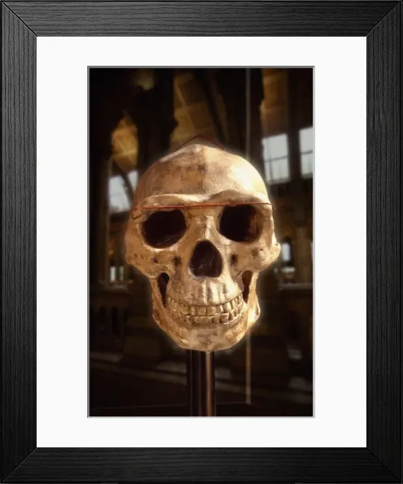 Framed Print : Homo erectus, Peking man cranium (reconstruction) Framed Print : Homo erectus, Peking man cranium (reconstruction)