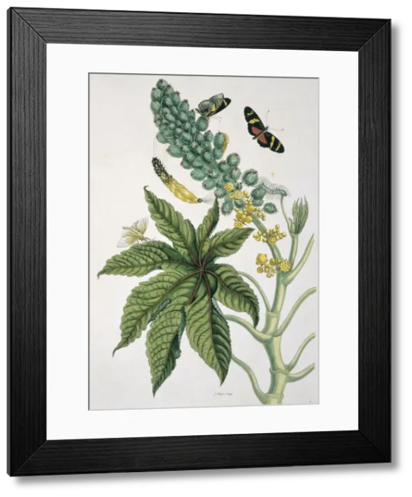 Framed Print : Heliconius ricini