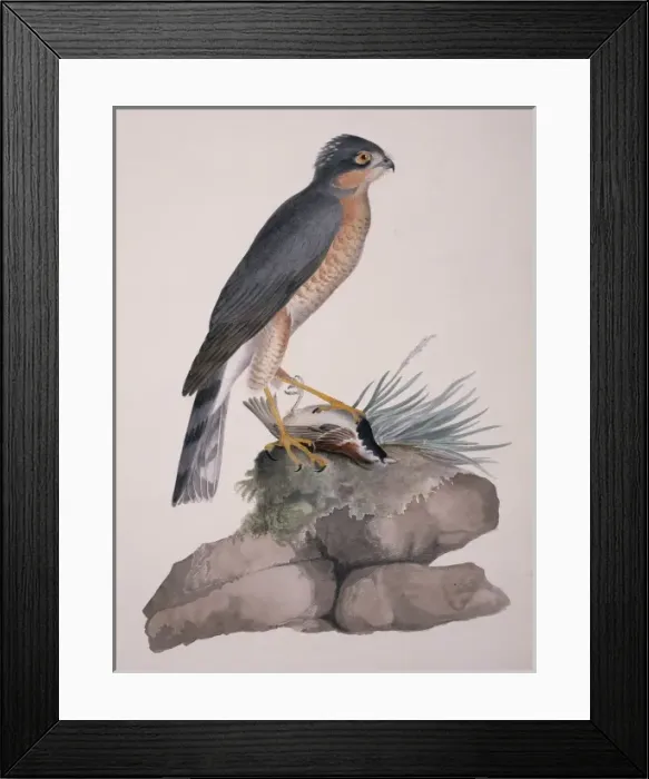Framed Print : Accipiter nisus, Eurasian sparrowhawk Framed Print : Accipiter nisus, Eurasian sparrowhawk