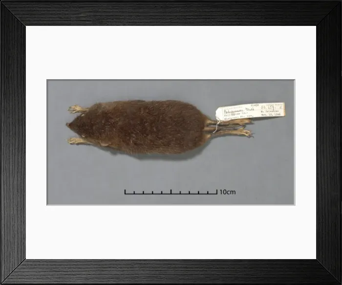 Framed Print : Podogymnura truei, Mindanao gymnure Framed Print : Podogymnura truei, Mindanao gymnure