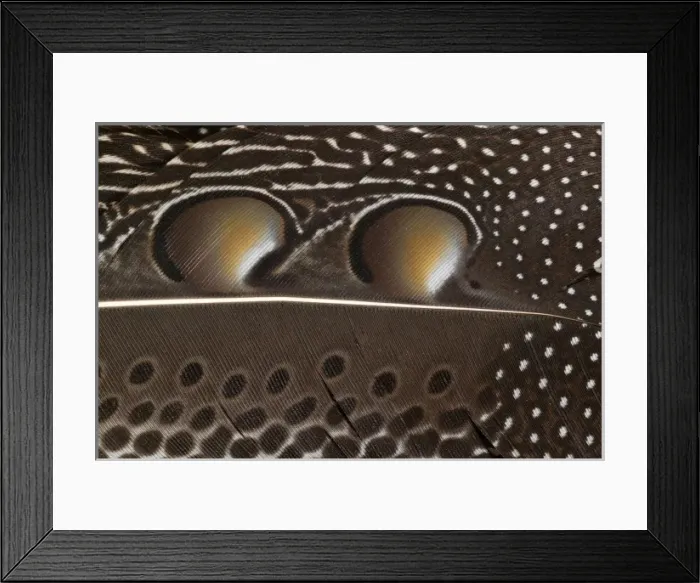 Framed Print : Argusianus argus, great argus Framed Print : Argusianus argus, great argus