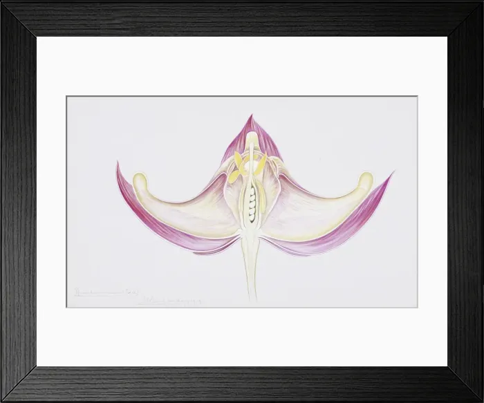 Framed Print : Epimedium roseum, barrenwort Framed Print : Epimedium roseum, barrenwort