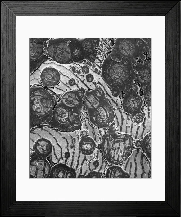 Framed Print : Ostracod. Scanning electron microscope image of an ostracod Framed Print : Ostracod. Scanning electron microscope image of an ostracod