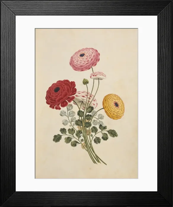 Framed Print : Ranunculus sp. buttercup Framed Print : Ranunculus sp. buttercup