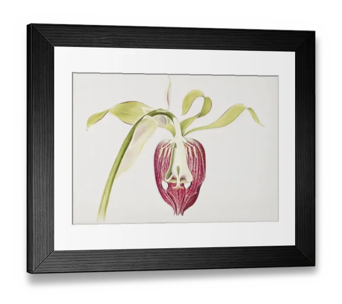 Framed Print : Darlingtonia californica, California pitcherplant Framed Print : Darlingtonia californica, California pitcherplant