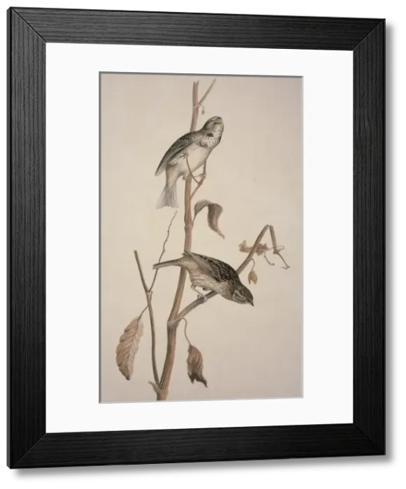 Framed Print : Miliaria calandra, corn bunting Framed Print : Miliaria calandra, corn bunting