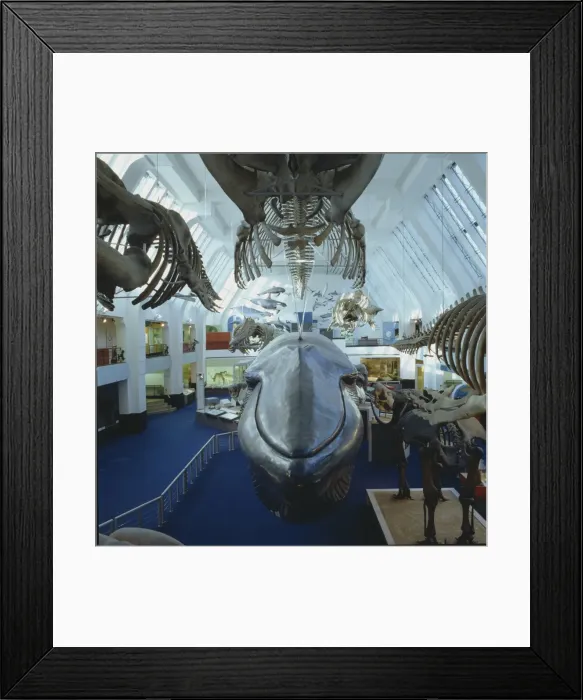 Framed Print : Balaenoptera musculus, blue whale Framed Print : Balaenoptera musculus, blue whale