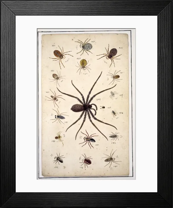 Framed Print : English spiders by Eleazar Albin Framed Print : English spiders by Eleazar Albin