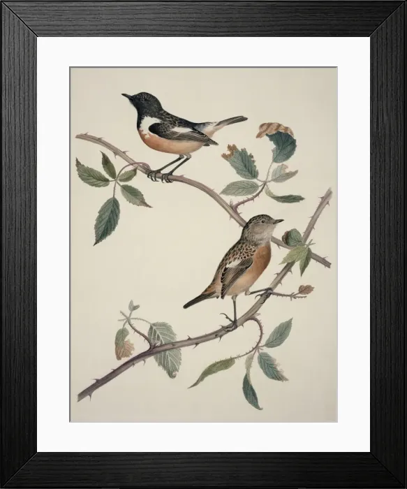 Framed Print : Saxicola torquata, common stonechat Framed Print : Saxicola torquata, common stonechat