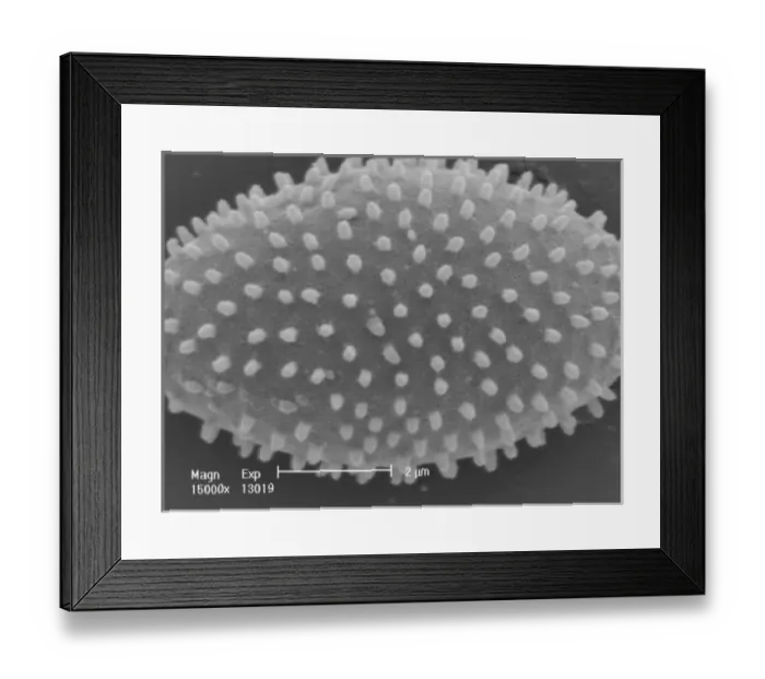 Framed Print : Myxomycetes, plasmodial slime mould Framed Print : Myxomycetes, plasmodial slime mould