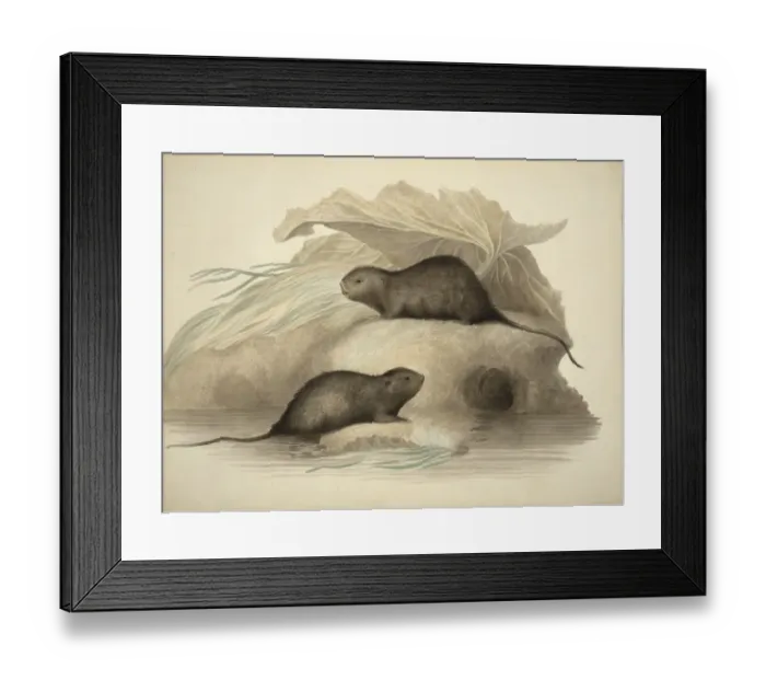Framed Print : Arvicola terrestris, European water vole Framed Print : Arvicola terrestris, European water vole