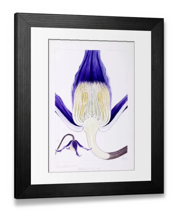 Framed Print : Clematis integrifolia, solitary clematis
