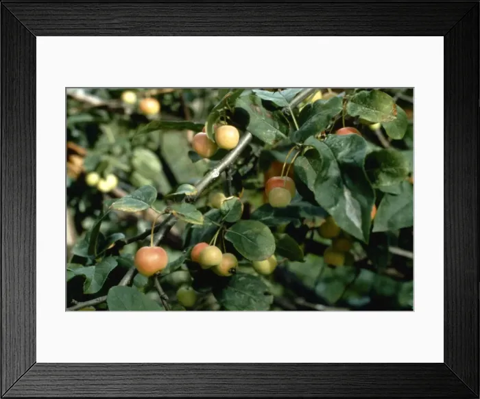 Framed Print : Malus sylvestris, crab apple Framed Print : Malus sylvestris, crab apple