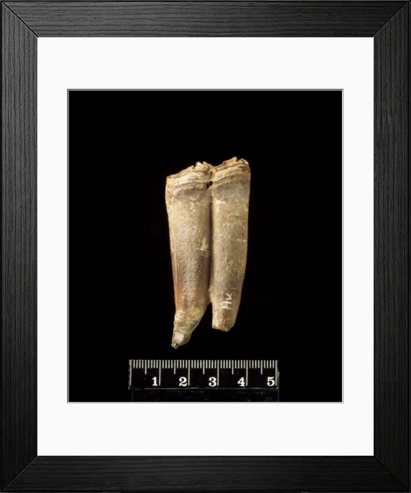 Framed Print : Lower cheek teeth of fossil horse Framed Print : Lower cheek teeth of fossil horse