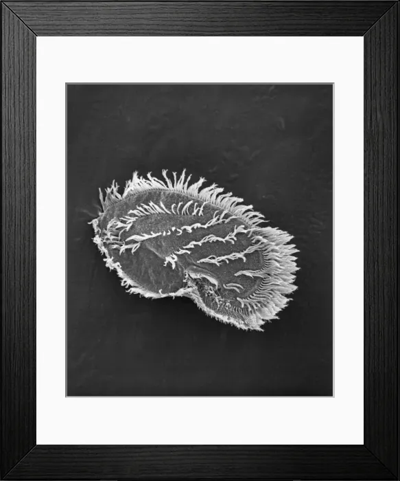 Framed Print : Ciliate plankton Framed Print : Ciliate plankton