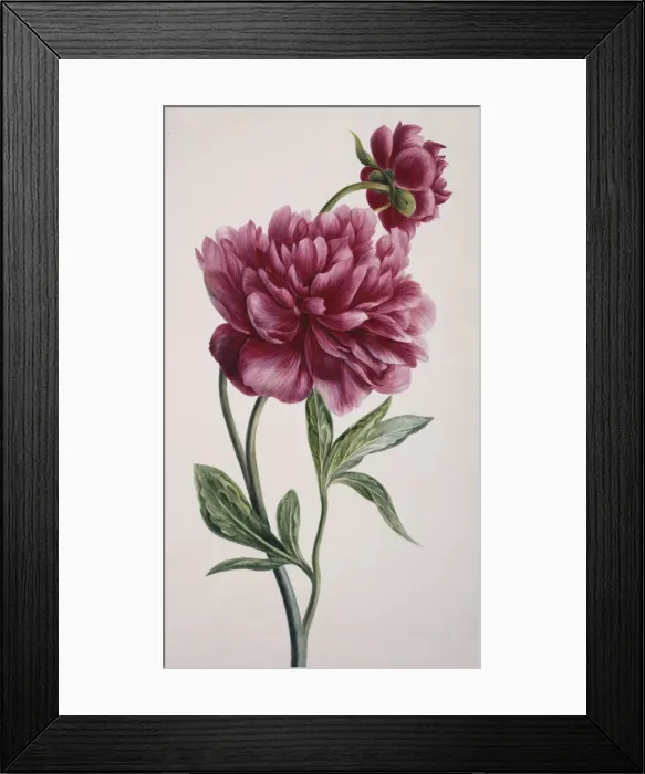 Framed Print : Paeonia officinalis, peony Framed Print : Paeonia officinalis, peony