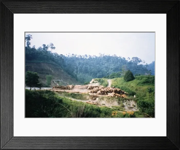 Framed Print : Illegal logging Framed Print : Illegal logging