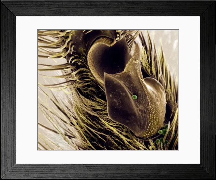 Framed Print : Bombus sp. bumble bee Framed Print : Bombus sp. bumble bee