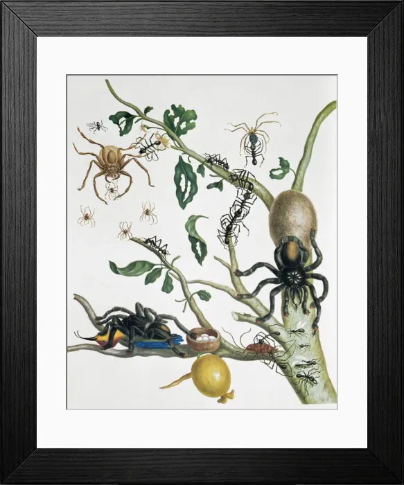 Framed Print : Heteropoda venatoria & Avicularia avicularia Framed Print : Heteropoda venatoria & Avicularia avicularia