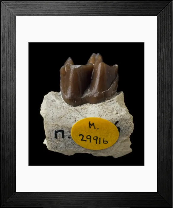 Framed Print : Mesohippus Framed Print : Mesohippus