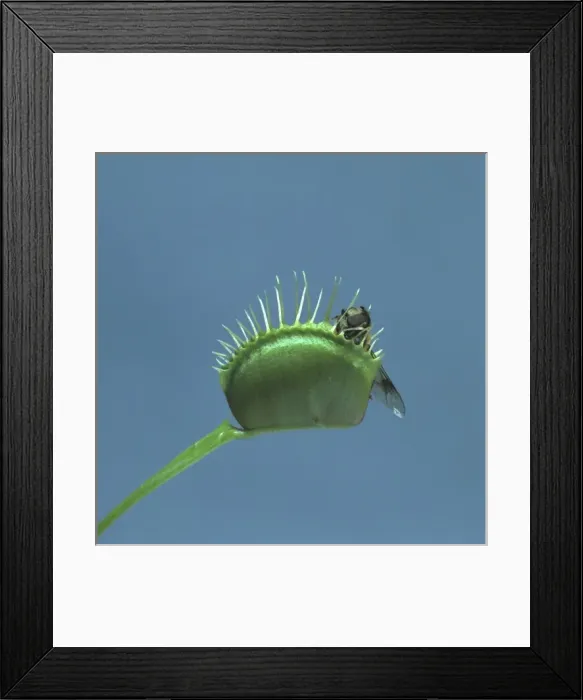 Framed Print : Dionaea muscipula, venus flytrap Framed Print : Dionaea muscipula, venus flytrap