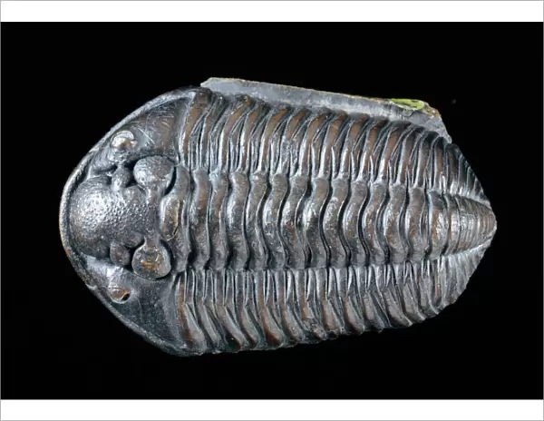 Calymene blumenbachii brongniart, trilobite