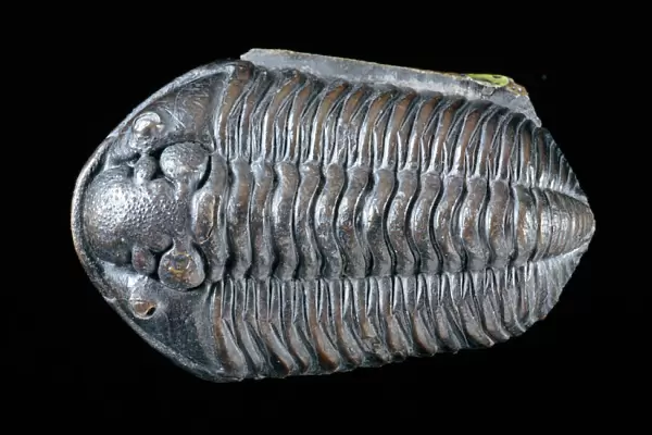Calymene blumenbachii brongniart, trilobite