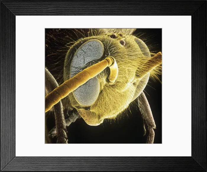 Framed Print : Vespula vulgaris, common wasp Framed Print : Vespula vulgaris, common wasp