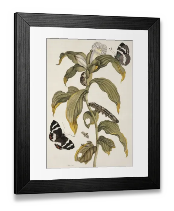 Framed Print : Insects of Surinam Framed Print : Insects of Surinam