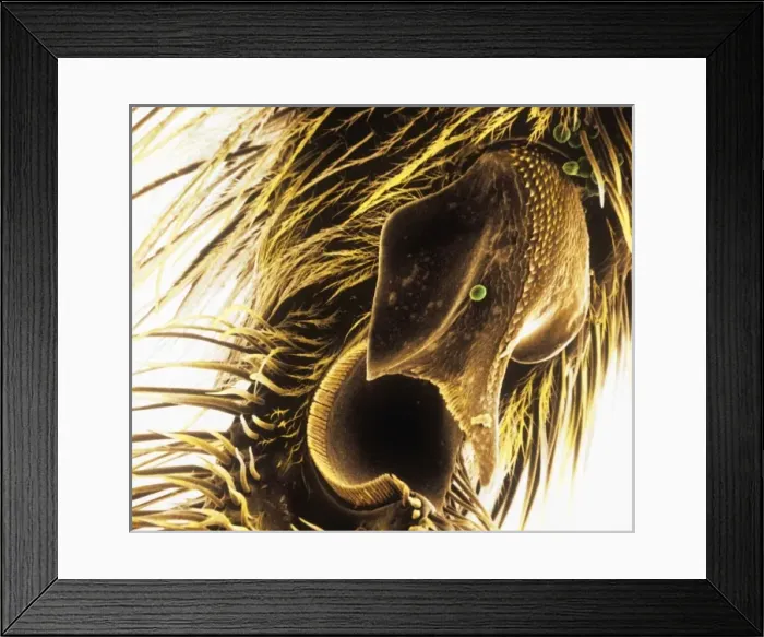 Framed Print : Bombus sp. bumble bee Framed Print : Bombus sp. bumble bee