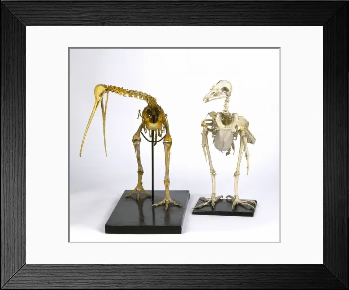 Framed Print : Apteryx australis, brown Kiwi, Haliaeetus leucogaster, white Framed Print : Apteryx australis, brown Kiwi, Haliaeetus leucogaster, white