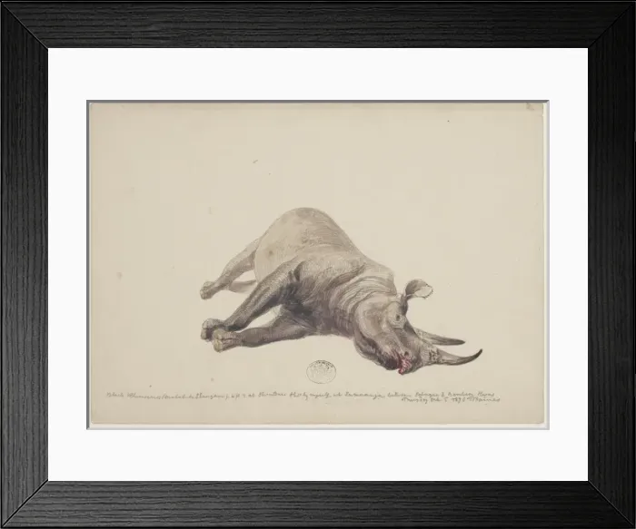 Framed Print : Diceros bicornis, black rhinoceros Framed Print : Diceros bicornis, black rhinoceros