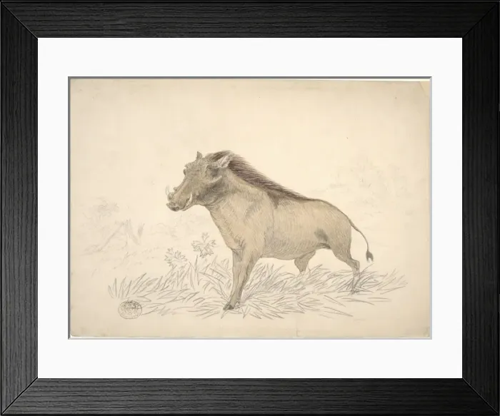 Framed Print : Phacochoerus africanus, common warthog Framed Print : Phacochoerus africanus, common warthog