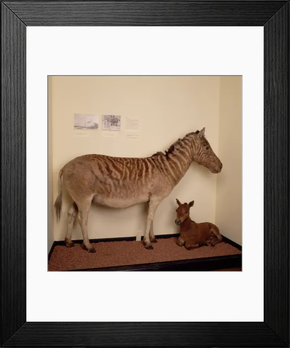 Framed Print : Equus quagga, quagga Framed Print : Equus quagga, quagga