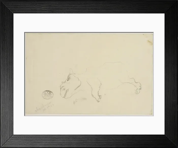 Framed Print : Ceratotherium simum, white rhinoceros Framed Print : Ceratotherium simum, white rhinoceros