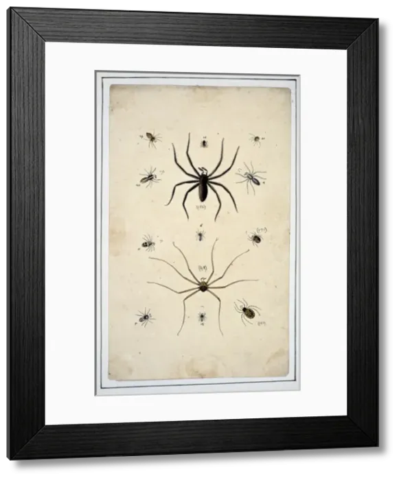 Framed Print : English spiders by Eleazar Albin Framed Print : English spiders by Eleazar Albin