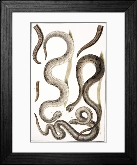 Framed Print : Crotalus sp. rattlesnake Framed Print : Crotalus sp. rattlesnake