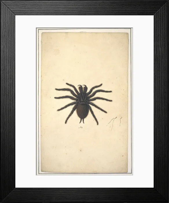 Framed Print : English spiders Framed Print : English spiders