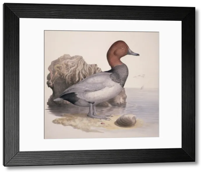 Framed Print : Aythya ferina, common pochard Framed Print : Aythya ferina, common pochard